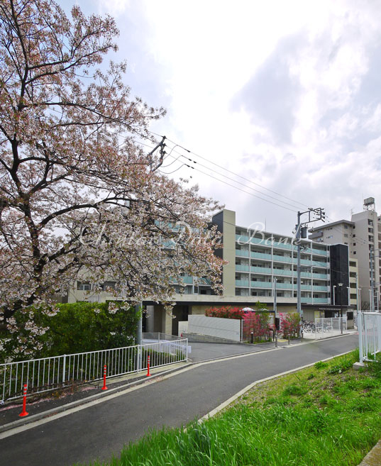 外観・桜